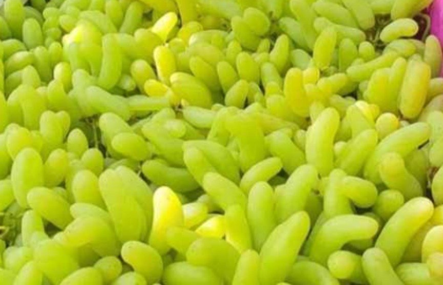 Delifro - Exporter company In India