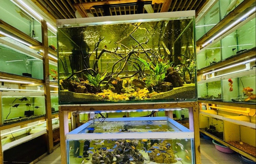 Aquarium Shop in Pune | Blessings